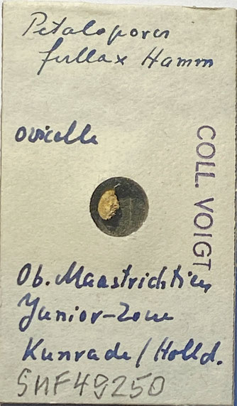 Senckenberg, Bryozoa, Bryozoen, Moostierchen, Sammlung Voigt