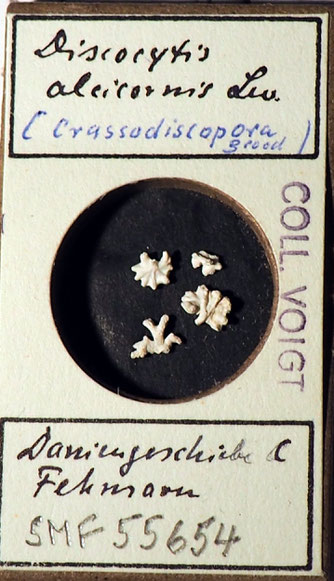 Senckenberg, Bryozoa, Bryozoen, Moostierchen, Sammlung Voigt