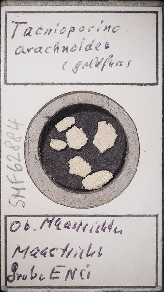 Senckenberg, Bryozoa, Bryozoen, Moostierchen, Sammlung Voigt