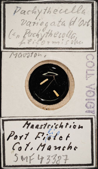 Senckenberg, Bryozoa, Bryozoen, Moostierchen, Sammlung Voigt