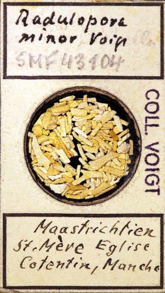 Senckenberg, Bryozoa, Bryozoen, Moostierchen, Sammlung Voigt