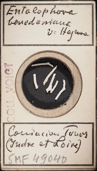 Senckenberg, Bryozoa, Bryozoen, Moostierchen, Sammlung Voigt