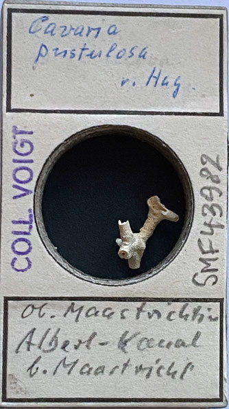 Senckenberg, Bryozoa, Bryozoen, Moostierchen, Sammlung Voigt