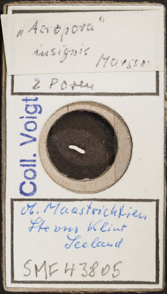 Senckenberg, Bryozoa, Bryozoen, Moostierchen, Sammlung Voigt