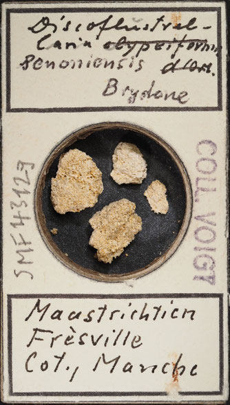 Senckenberg, Bryozoa, Bryozoen, Moostierchen, Sammlung Voigt