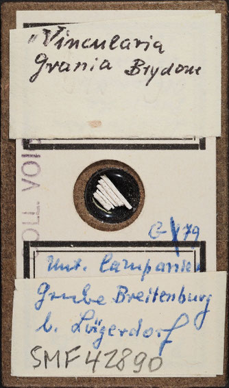 Senckenberg, Bryozoa, Bryozoen, Moostierchen, Sammlung Voigt