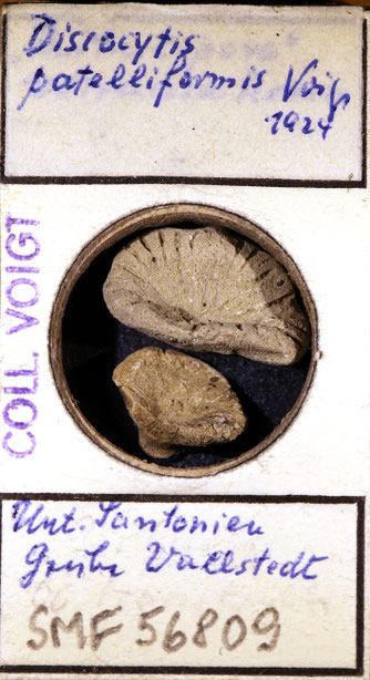 Senckenberg, Bryozoa, Bryozoen, Moostierchen, Sammlung Voigt