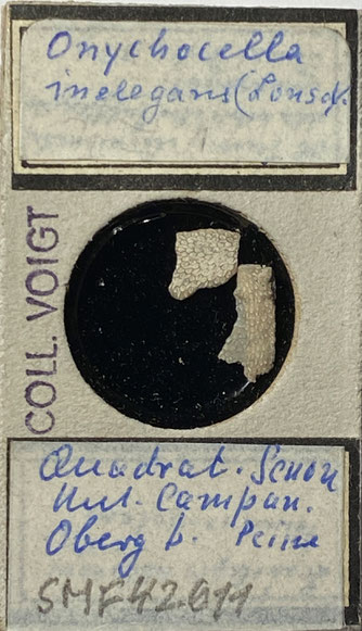 Senckenberg, Bryozoa, Bryozoen, Moostierchen, Sammlung Voigt