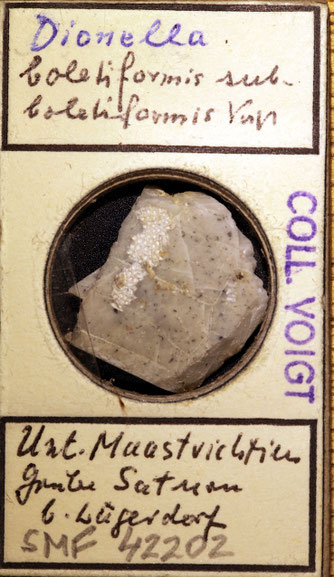 Senckenberg, Bryozoa, Bryozoen, Moostierchen, Sammlung Voigt