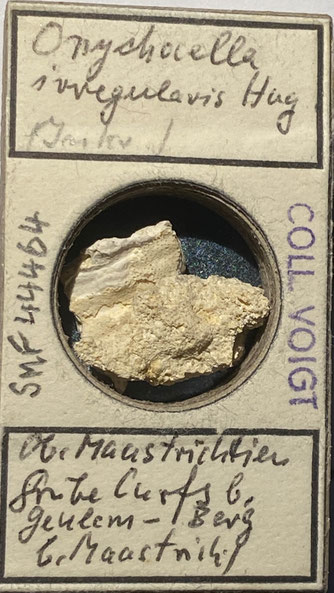 Senckenberg, Bryozoa, Bryozoen, Moostierchen, Sammlung Voigt