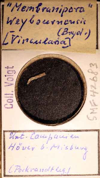 Senckenberg, Bryozoa, Bryozoen, Moostierchen, Sammlung Voigt