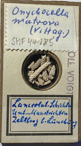 Senckenberg, Bryozoa, Bryozoen, Moostierchen, Sammlung Voigt