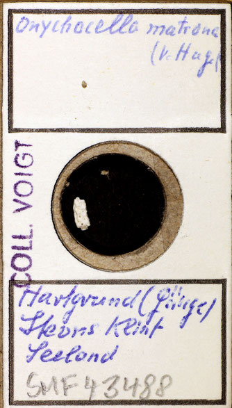 Senckenberg, Bryozoa, Bryozoen, Moostierchen, Sammlung Voigt