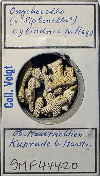 Senckenberg, Bryozoa, Bryozoen, Moostierchen, Sammlung Voigt