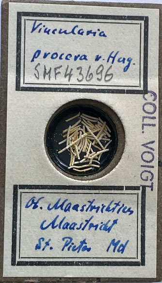 Senckenberg, Bryozoa, Bryozoen, Moostierchen, Sammlung Voigt