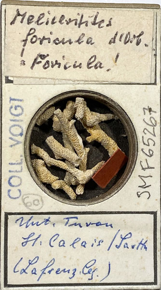 Senckenberg, Bryozoa, Bryozoen, Moostierchen, Sammlung Voigt