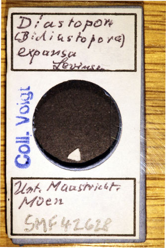 Senckenberg, Bryozoa, Bryozoen, Moostierchen, Sammlung Voigt