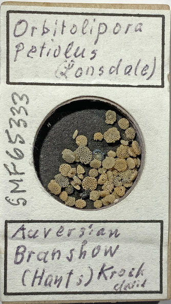 Senckenberg, Bryozoa, Bryozoen, Moostierchen, Sammlung Voigt