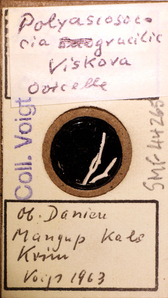 Bild 1 Bryozoa aus Sammlung Senckenberg Frankfurt, CC BY:  Dr. Rainer Teubner