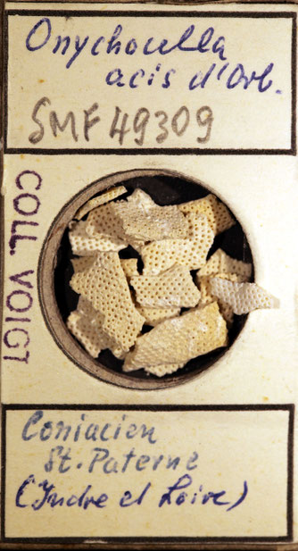 Senckenberg, Bryozoa, Bryozoen, Moostierchen, Sammlung Voigt
