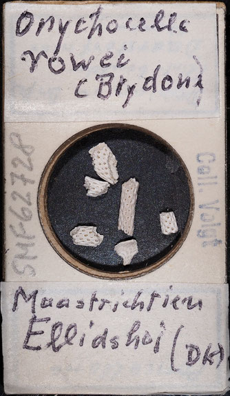 Senckenberg, Bryozoa, Bryozoen, Moostierchen, Sammlung Voigt