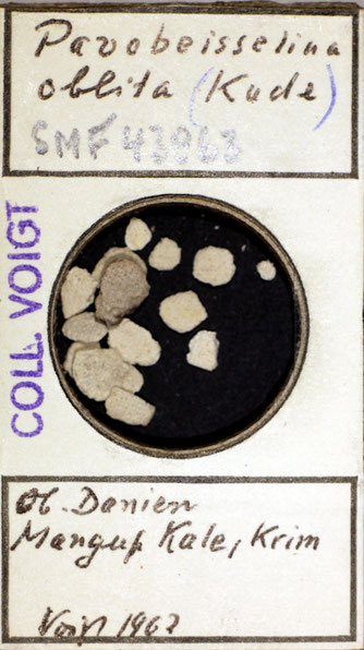 Senckenberg, Bryozoa, Bryozoen, Moostierchen, Sammlung Voigt