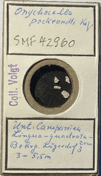 Senckenberg, Bryozoa, Bryozoen, Moostierchen, Sammlung Voigt