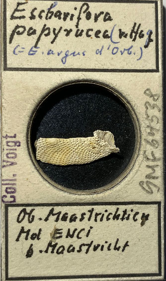 Senckenberg, Bryozoa, Bryozoen, Moostierchen, Sammlung Voigt