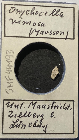 Senckenberg, Bryozoa, Bryozoen, Moostierchen, Sammlung Voigt