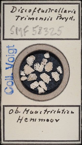 Senckenberg, Bryozoa, Bryozoen, Moostierchen, Sammlung Voigt