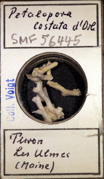 Senckenberg, Bryozoa, Bryozoen, Moostierchen, Sammlung Voigt