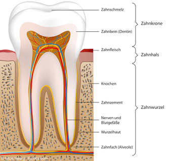 Anatomischer Aufbau eines Zahnes mit der sog. "Pulpa" im Inneren