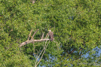 Seeadler