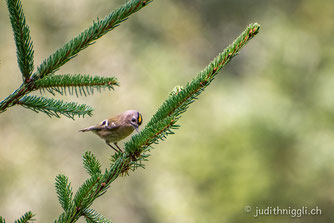 Wintergoldhähnchen