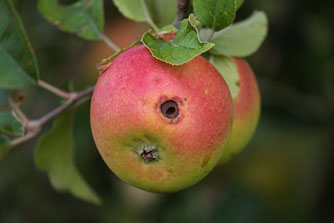 Apfel mit Wurmloch