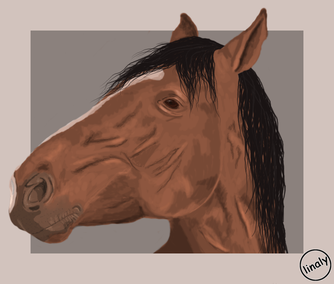 Pferd, Profil, Kopf, Grafik, Zeichnung