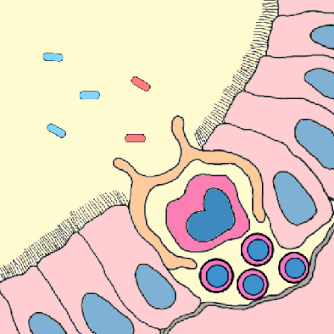 M細胞～抗原提示細胞～リンパ球の流れ