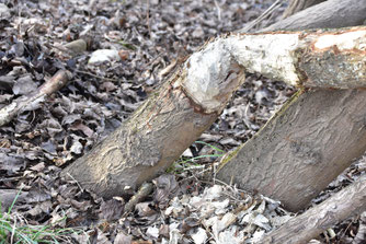 Vom Biber gefällter Baum. Foto vom Februar 2017