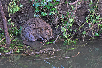 Biber in der Nähe seines Baues.