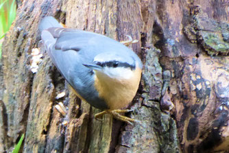Foto: Kleiber - privat - J. Ley