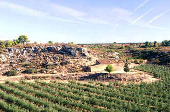 Paraje Val de Jili: variedades arbequina, empeltre.