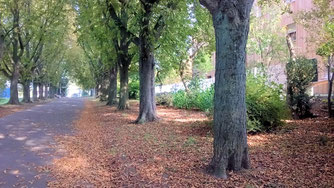 Allee zwischen Berliner Platz und Jahn-Stadion