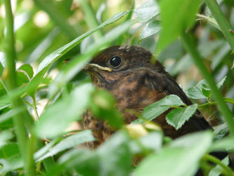 Junge Amsel, Foto: Martin Klatt