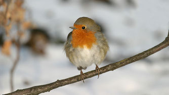 Rotkehlchen , Foto: Bernd Birkhahn (NABU BW)