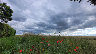 Salzmann Insektenwiese 2024, Foto: Frank Handel