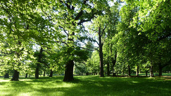 Naturschutzgebiet Favoritepark (08.05.2011) 