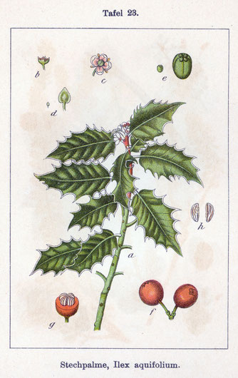 Illustration der Stechpalme – Deutschlands Flora v. J. Sturm 1796