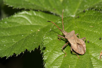 Foto: NABU/Helge May