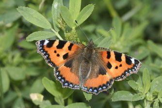 Foto: NABU/Helge May