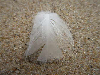 Eine weiße Feder am Strand in Form eines Engels mit Flügeln